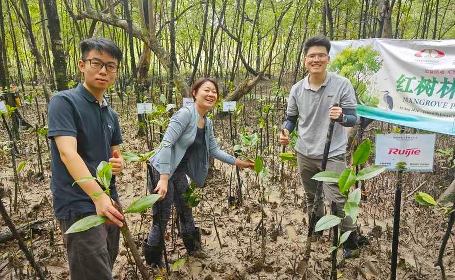 Protecting Our Coastline: Ruijie Champions Sustainable Future at CECCM Mangrove CSR Event