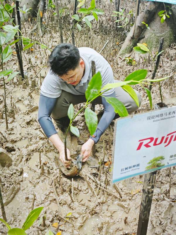 Ruijie employee planting mangrove sapling in mudflat