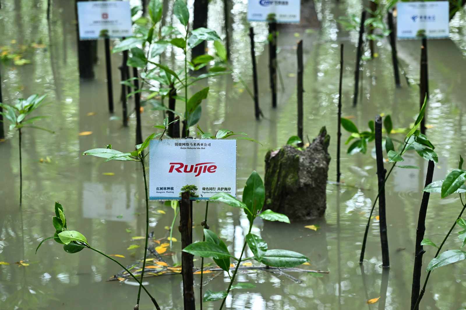 Mangrove saplings planted in flooded wetland