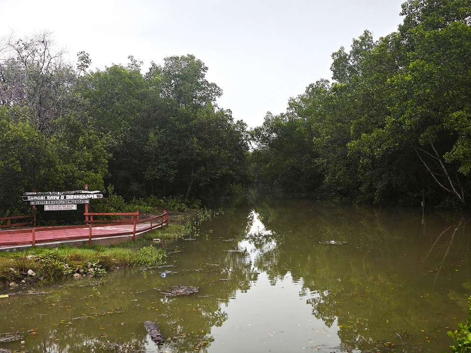 Mangrove wetland boardwalk view