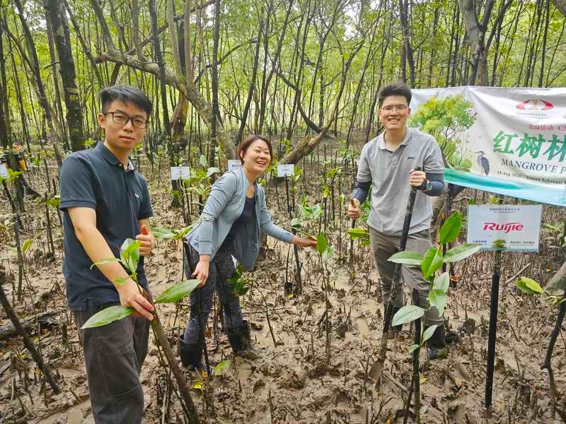 Ruijie volunteers planting mangrove saplings